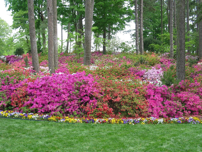 Spring Flings Places to Go in Raleigh this Spring (garden, arboretum